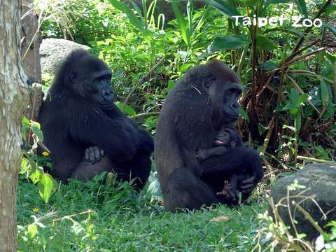 阿姨對金剛猩猩小寶寶很友善(左「Iriki」、右「Tayari」和寶寶)