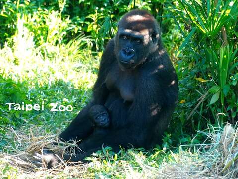 拜訪金剛猩猩家族時，記得要輕聲細語才不會嚇到小寶寶呦！