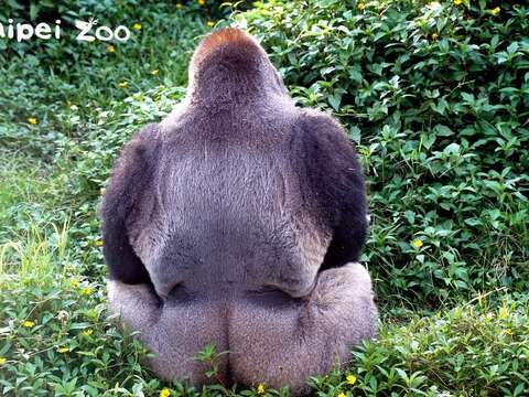 哥光是靠背影就帥翻了！（銀背大猩猩silverback-「迪亞哥」）」