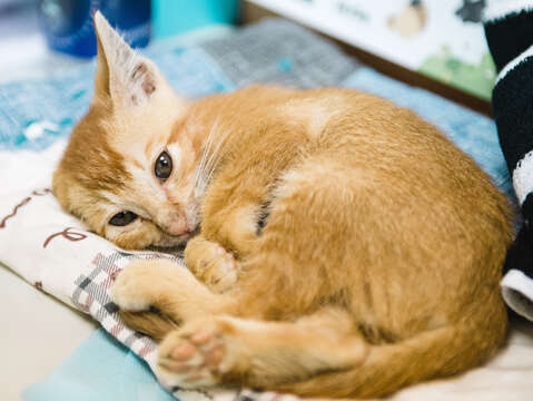 TSPCAは虐待を受けた動物に安全に保護できる場所を提供し、後に快適な生活が送れるようサポートしています。(写真 / 鄧毅駿)