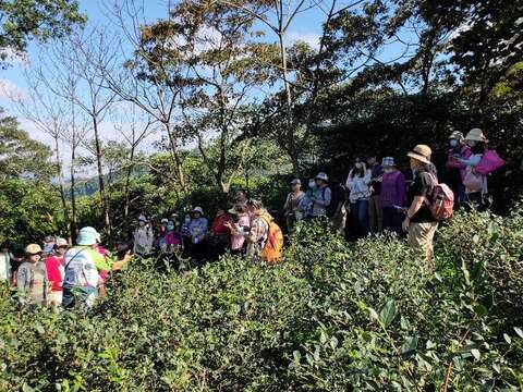 有機茶園生態導覽