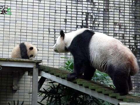 圓圓：圓寶~怎麼玩得那麼髒？？？打屁股哦！圓寶：下次不敢了！