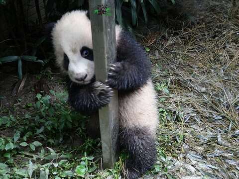 圓寶：啊~我玩得髒兮兮，不要拍得太清楚呦！不然媽咪會森77~