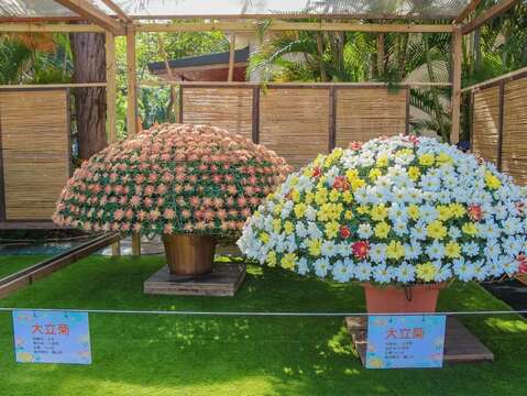 透過嫁接技術單株可開出不同顏色的「大立菊」