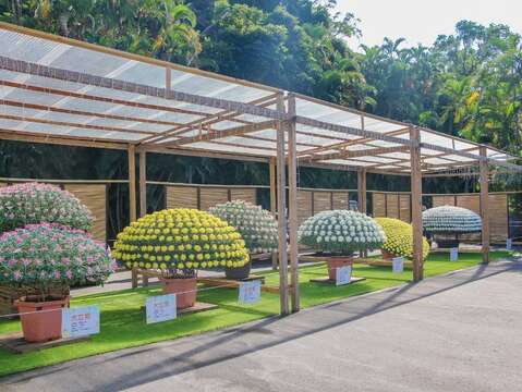 單株著花成千上百花朵大小相同排列整齊的「大立菊」
