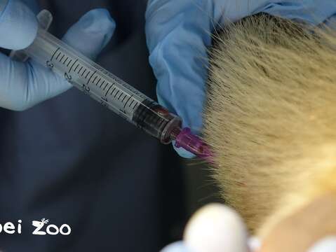 獸醫師為小食蟻獸「小紅」抽血檢查