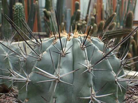 臺北典藏植物園-烈刺玉照片