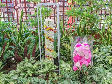 五顏六色的菊花棒棒糖