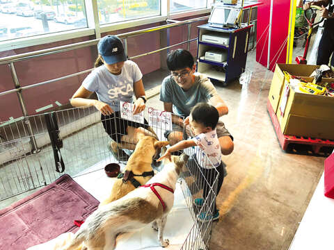 Being a volunteer, or even adopting a rescued animal at the adoption fair, is the most helpful way to support the TSPCA’s work.