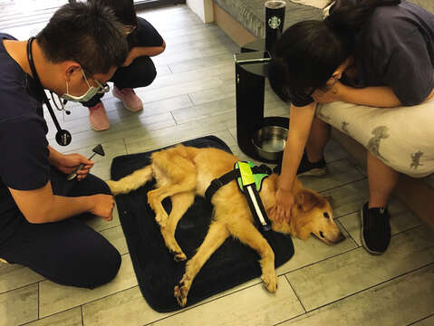 TSPCAでは必要に応じて動物に対する医療支援の手配も行っています。