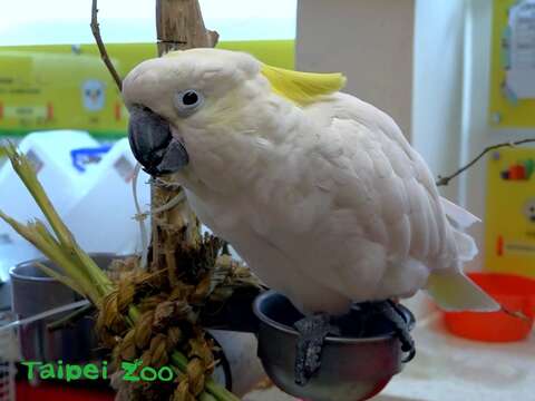 葵花鳳頭鸚鵡「雅虎」個性相當淘氣