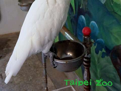 葵花鳳頭鸚鵡「雅虎」擁有天使的外表，加上小惡魔般的搗蛋行為，時常令保育員哭笑不得
