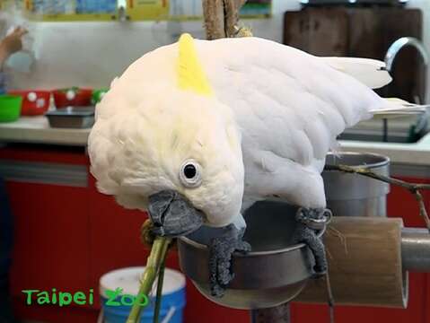 葵花鳳頭鸚鵡的叫聲特別大，若是經過動物廚房聽見「雅虎」突然大叫的遊客，可別被嚇到囉！