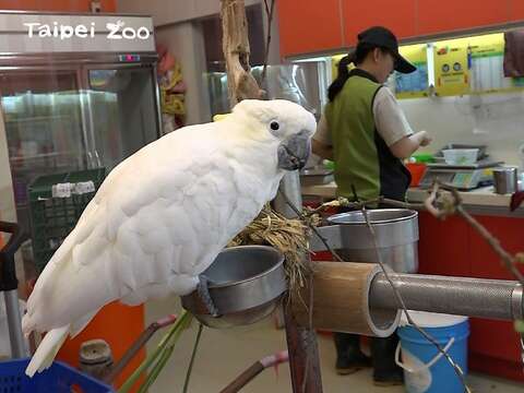 歡迎大家下午1：30~2：30的時間到兒童動物區的「動物廚房」拜訪「雅虎」呦！