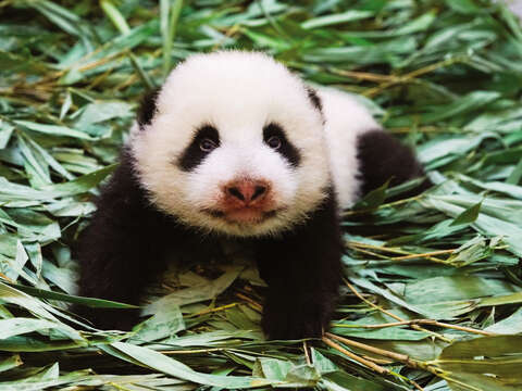 Born in June 2020, baby panda Yuan Bao will meet the public for the first time starting from January 1, 2021.
