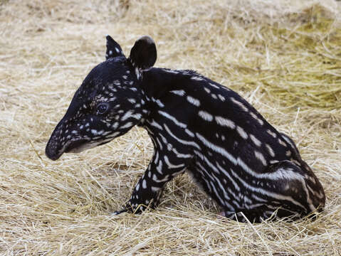 Taipei Zoo is home to many rare animals and has welcomed countless new born babies, including Malaysian tapirs.