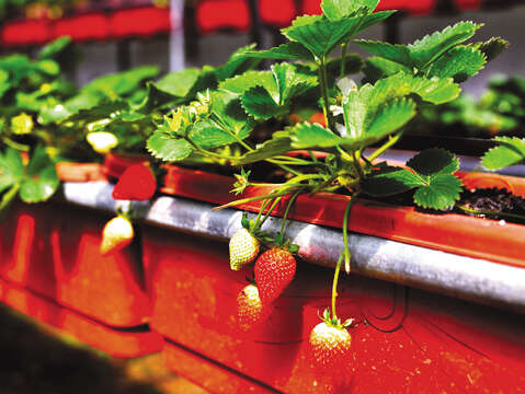 白石湖は台北市のすぐ近くにある観光農園区で、代表的な農作物は冬に栽培されるイチゴです。(写真 / 許宜容)