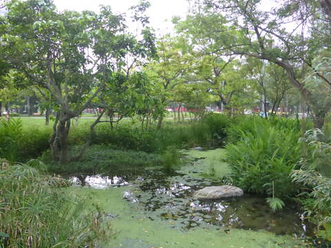 HOT！北市首創公園賞螢地圖