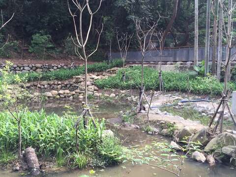 HOT！北市首創公園賞螢地圖