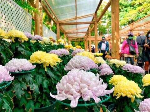 內行看門道的「大菊品種展示」