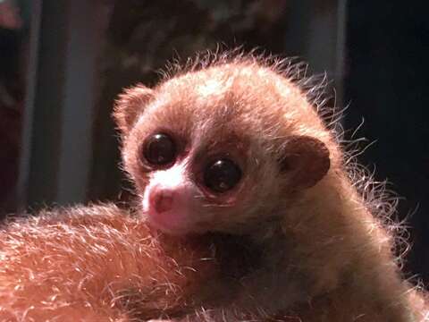 其實這顆小毛球是小懶猴媽媽於11月14日生下的寶寶（陳雲攝）