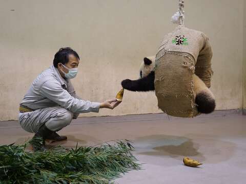 接下來由「圓寶」和彪爸表演空中接冬筍~