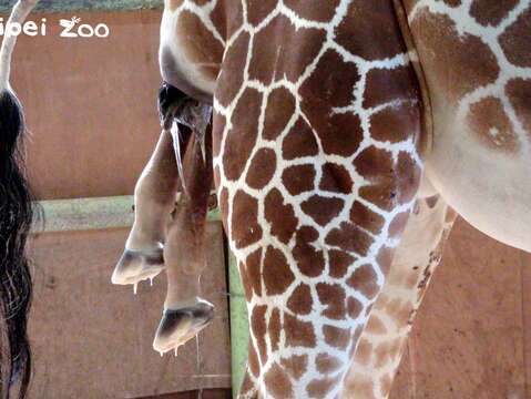 長頸鹿的保育員在12月27日（日）清晨觀察到「小麥」開始出現產兆，7點11分時能看到胎兒的前蹄