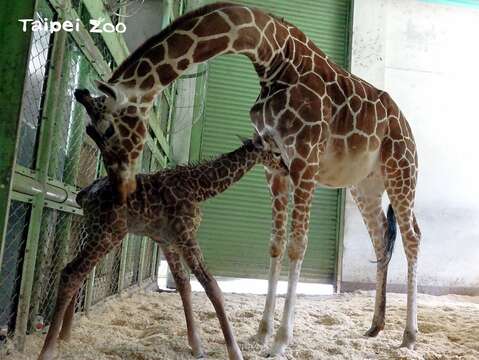 長頸鹿媽媽「小麥」的母性很強，將新生寶寶照顧得無微不至