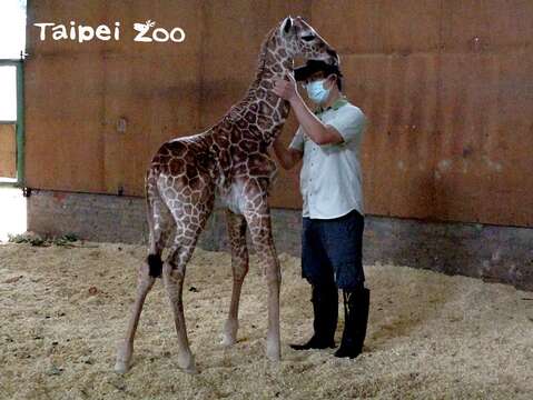 獸醫師為新生長頸鹿寶寶健康檢查