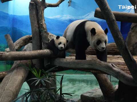媽媽「圓圓」帶著「圓寶」首次出來見客