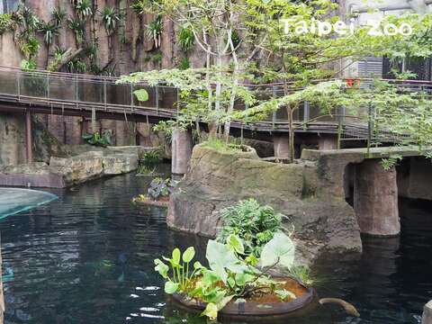 穿山甲館內的水池有保溫設施，即使寒流過境也不怕！（小編：魚兒魚兒水中游~~）