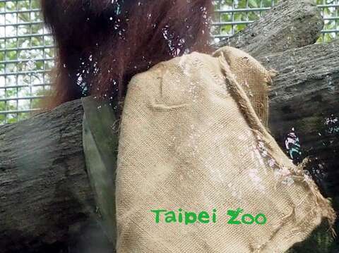 紅毛猩猩和牠的〝浪跡天涯麻布袋〞