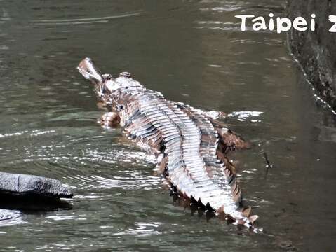 鱷魚選擇溫度相對較高的水底避寒