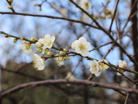 士林官邸內梅花初綻