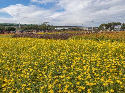 大佳河濱公園花海，可一路觀賞至明年1月中旬。