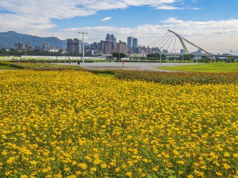 大佳河濱花海 黃波斯菊滿開
