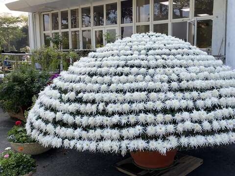 新生公園內擺置的「大立菊」是今年菊展中的必看「嬌點」。