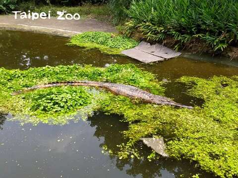 水豚提供自家盛產的布袋蓮，讓「酷龍」家的水面多一層保溫層