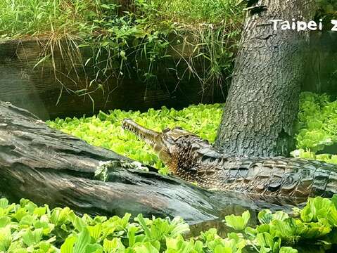 動物園裡第一鱷模-宅男酷龍係金耶