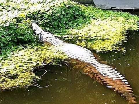 溫帶動物區的馬來長吻鱷「酷龍」，是動物園裡體型最大的爬蟲類動物