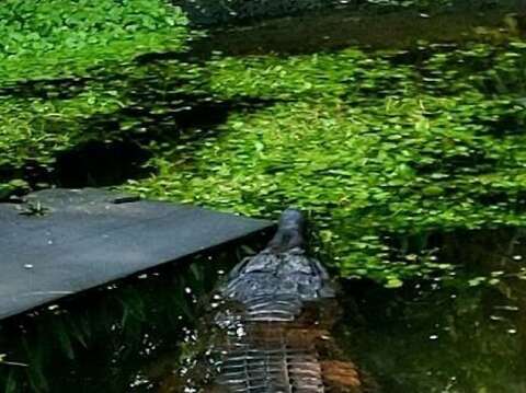 鱷魚不是活潑的動物，習性比水豚還要「宅」
