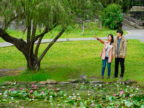 臺灣池旁一株柳樹，輕柔飄逸的樹下是談心的好所在