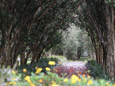茶花隧道