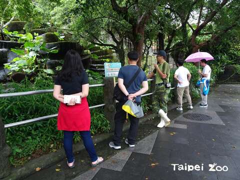 來聽臺灣野山羊保育員分享照養趣事