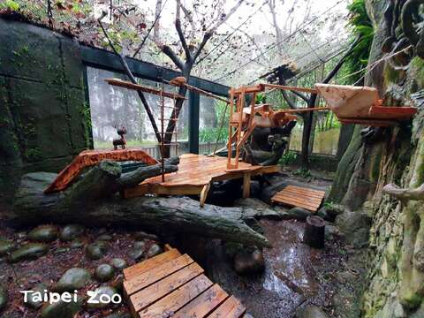 動物園送給小貓熊的新年禮物，是將小貓熊的活動場大改造，來增加他們活動的空間及層次（詹雅婷攝）