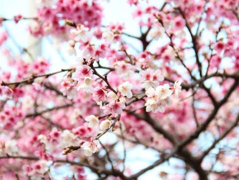 2021 LOHAS Cherry Blossom Festival