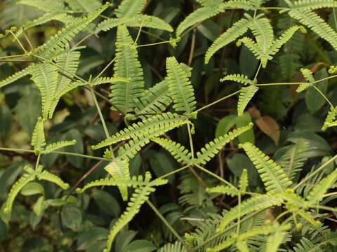 內溝溪豐富且多樣的蕨類-蔓芒萁