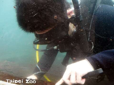 為了讓遊客能夠清楚觀察到水下的世界，保育員就要定期清理這些藻類
