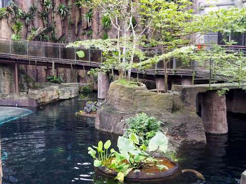 穿山甲館裡,除了照養許多鳥類與哺乳動物之外,其實種類與數量最多的卻是魚類