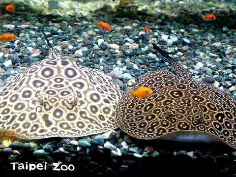 魟魚寶寶雖然很可愛,但尾部的棘刺具有毒性,要特別小心
